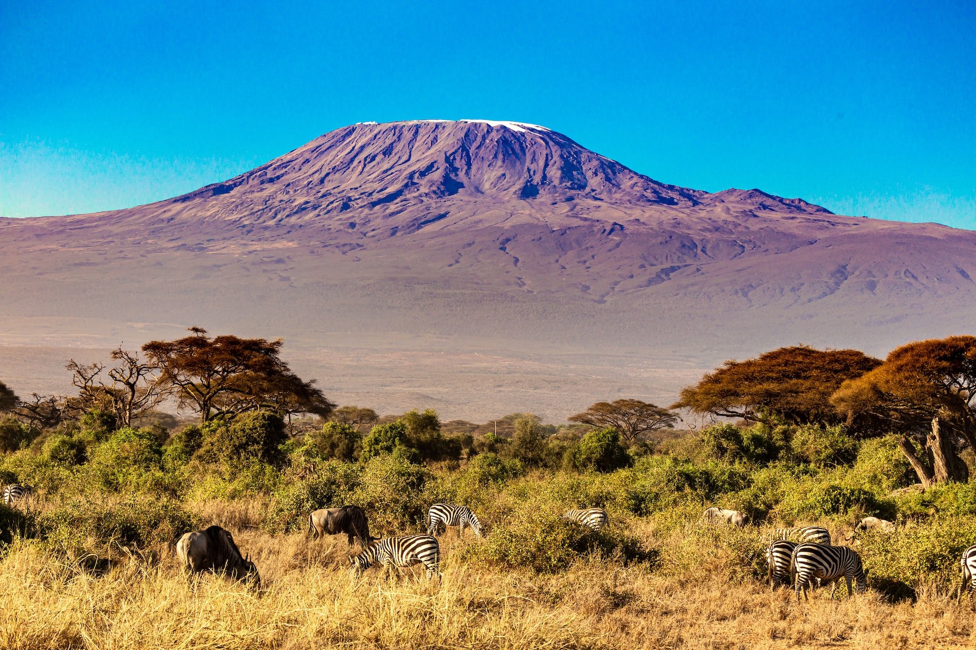 Kilimanjaro gebergte met zebra's en gnoes op de voorgrond.