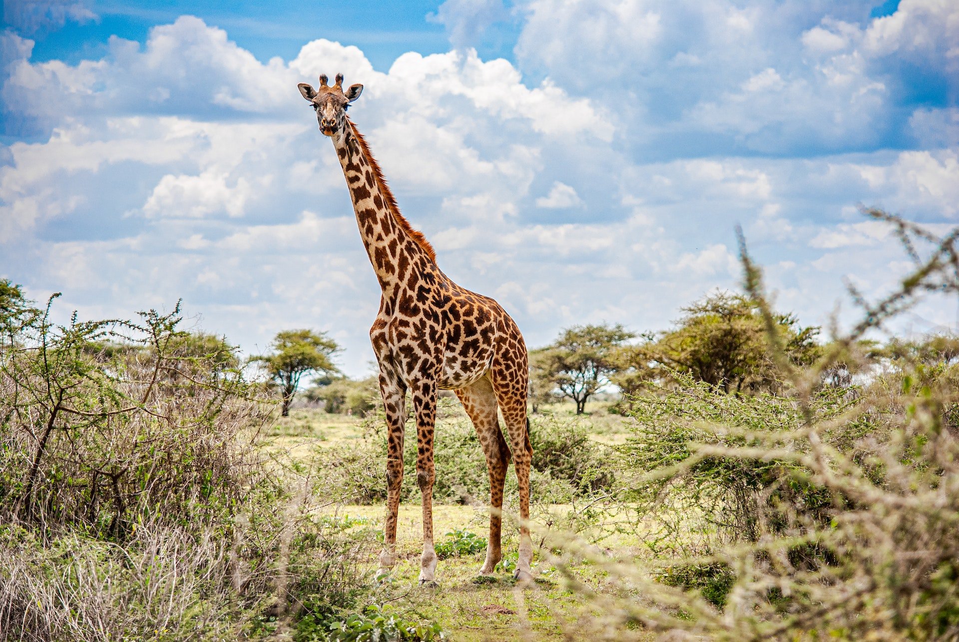Giraf in Tanzania.
