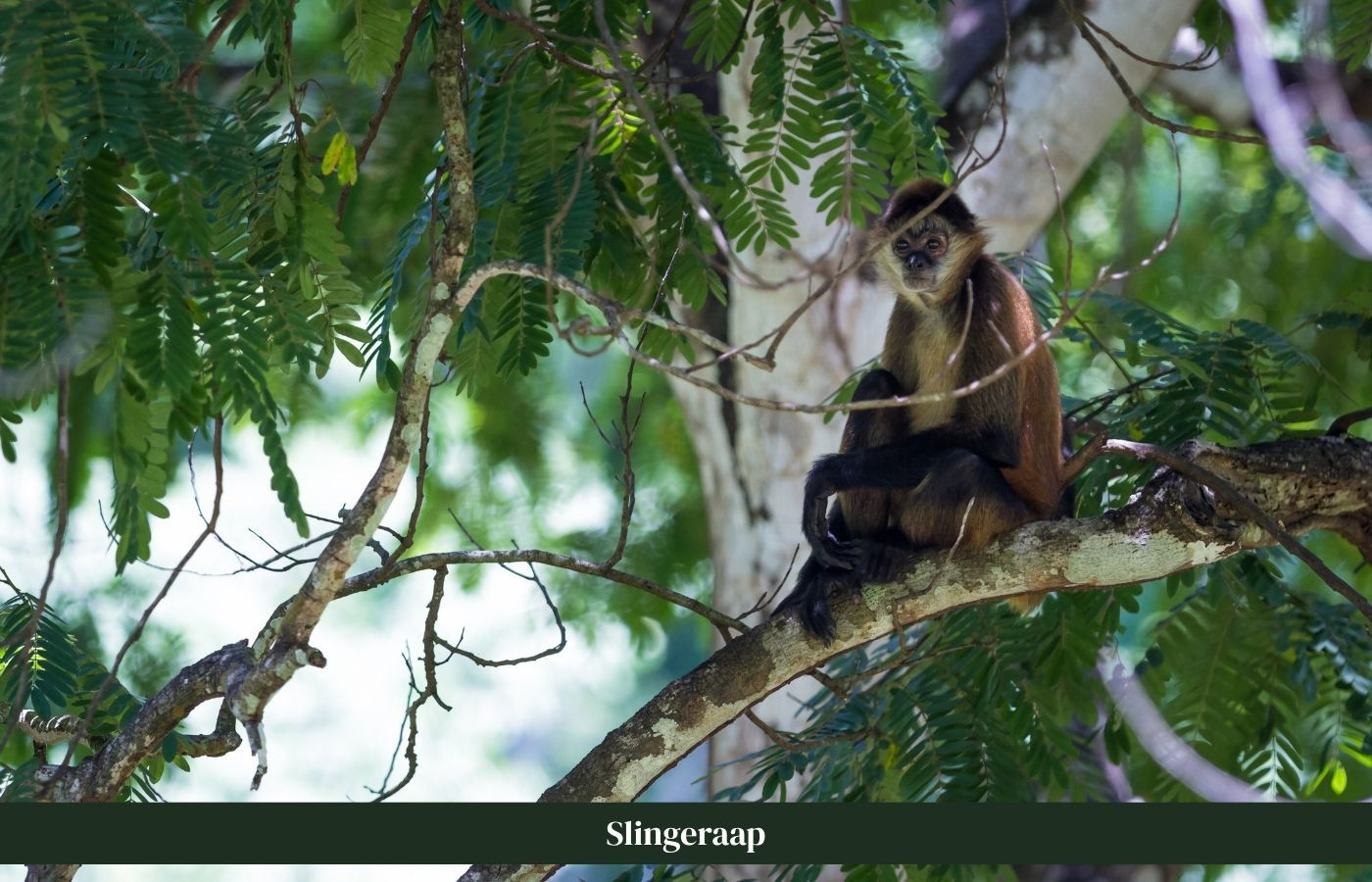 Slingeraap op een boomstam Costa Rica