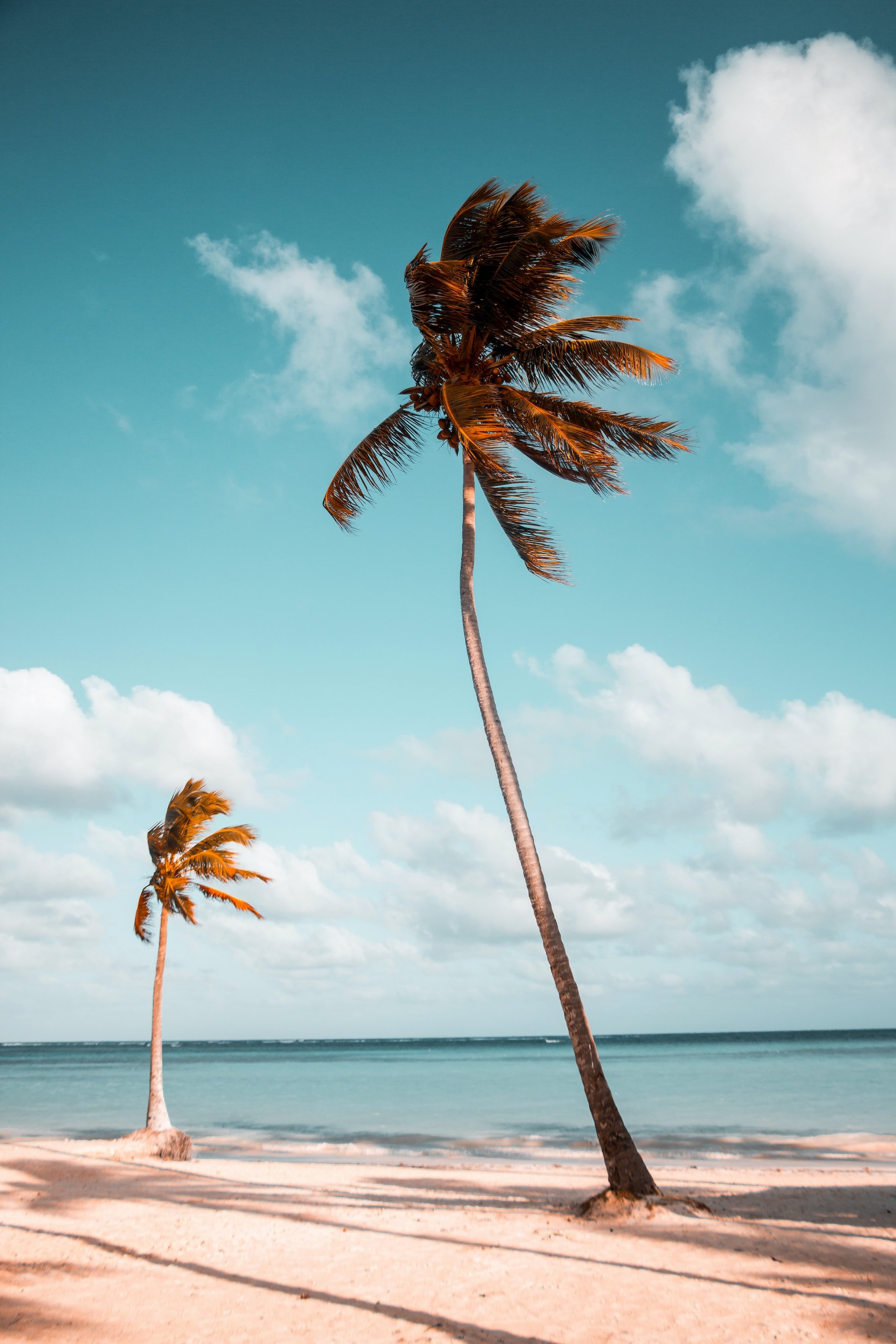 Palmbomen op het strand in de wind.