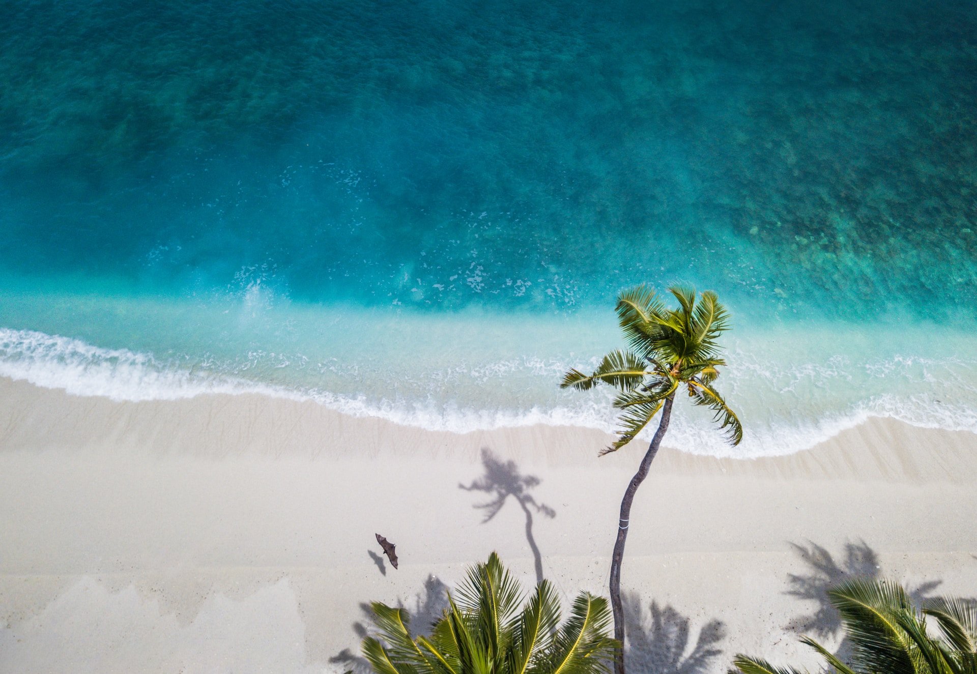 Strand met palmbomen en golvende zee.