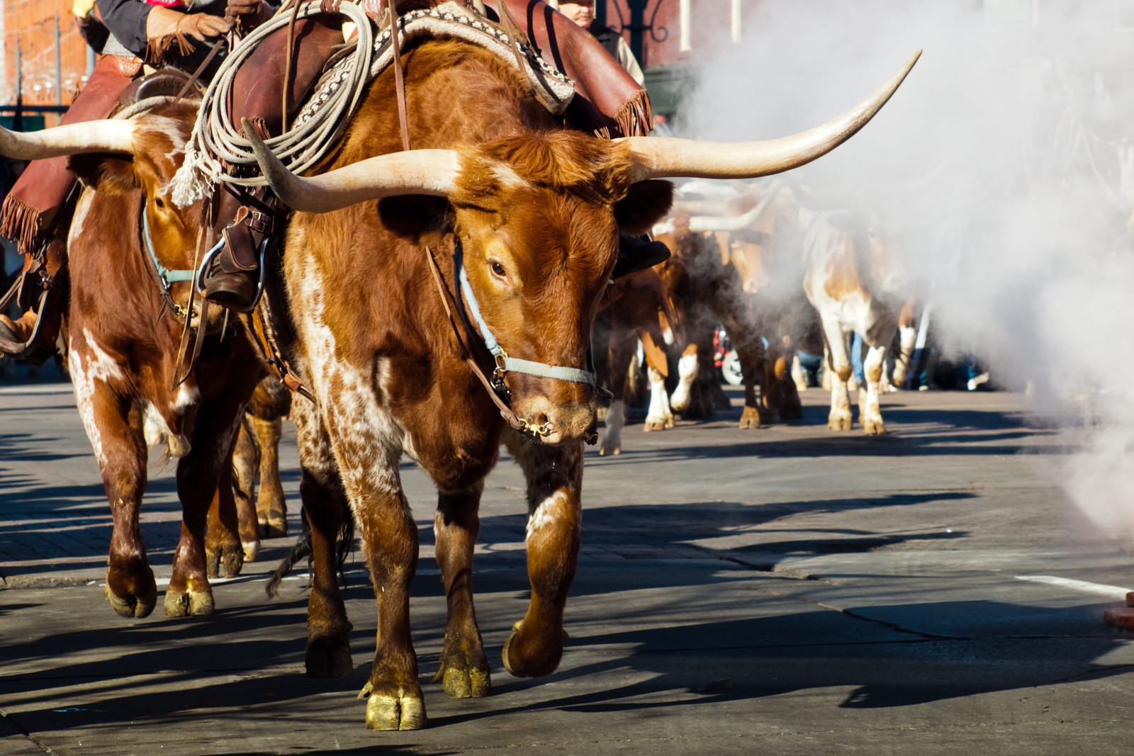 Texas stieren