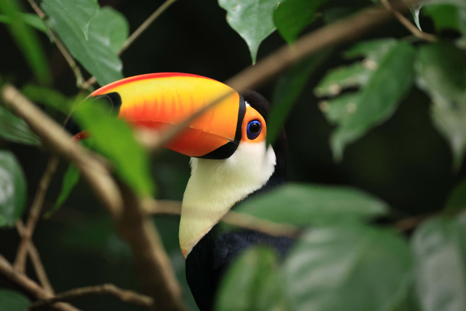 Toekan in de jungle Costa Rica