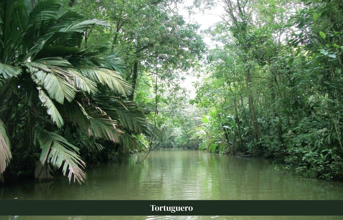 Tortuguero nationaal park