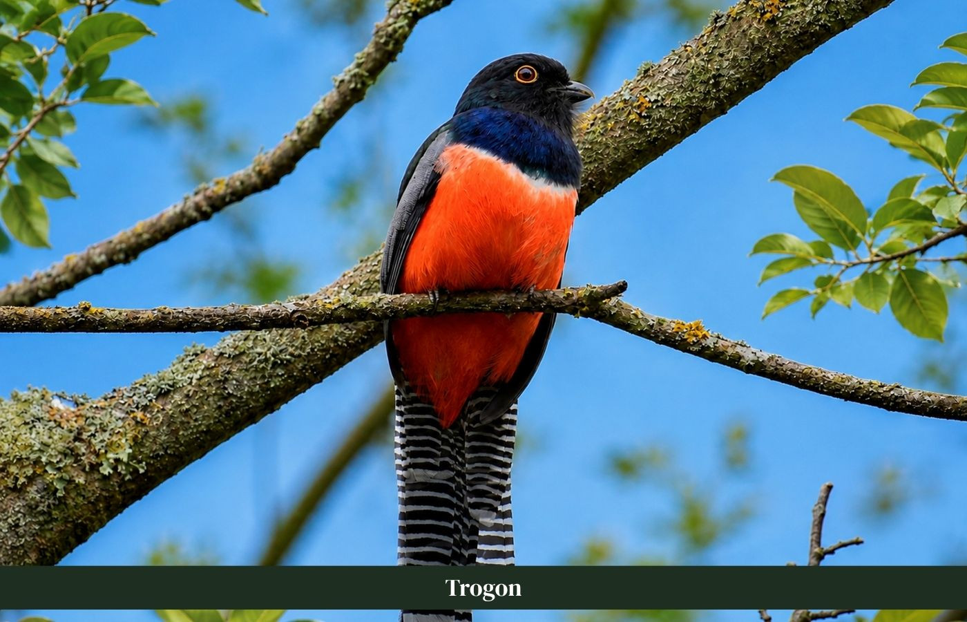 Trogon op boomstam Costa Rica