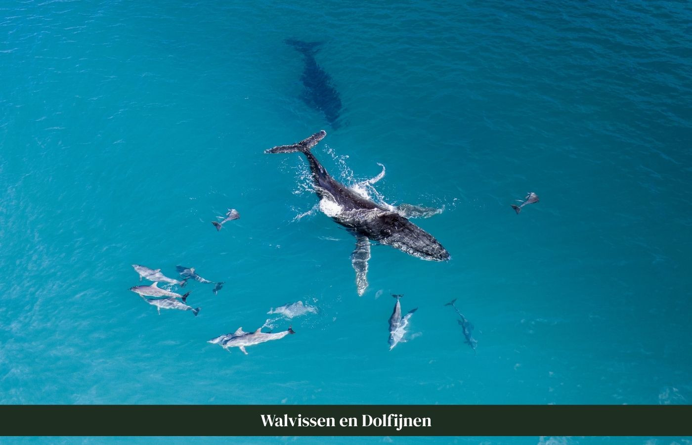 Walvis en Dolfijn in het water Costa Rica